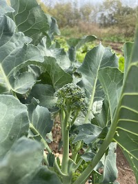 Broccolini
